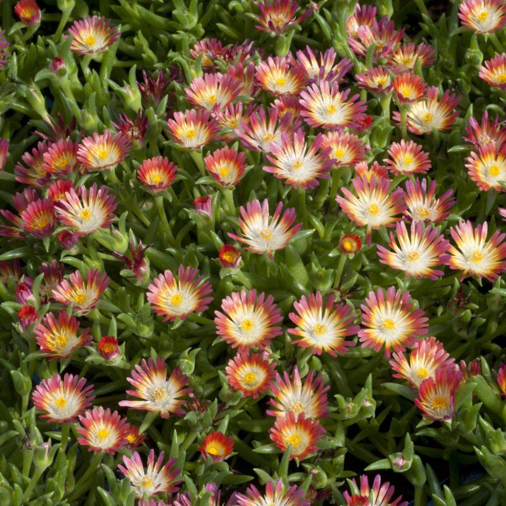 Delosperma jewel of desert garnet - Image 3