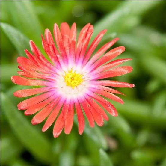 Delosperma jewel of desert garnet - Image 2