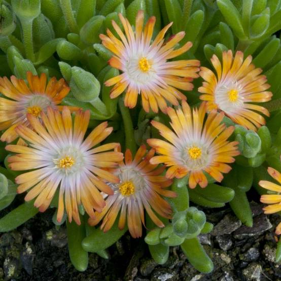 Delosperma jewel of desert topaze - Image 2