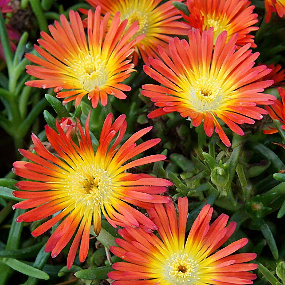 Delosperma WoW Fire Wonder ® - Image 2