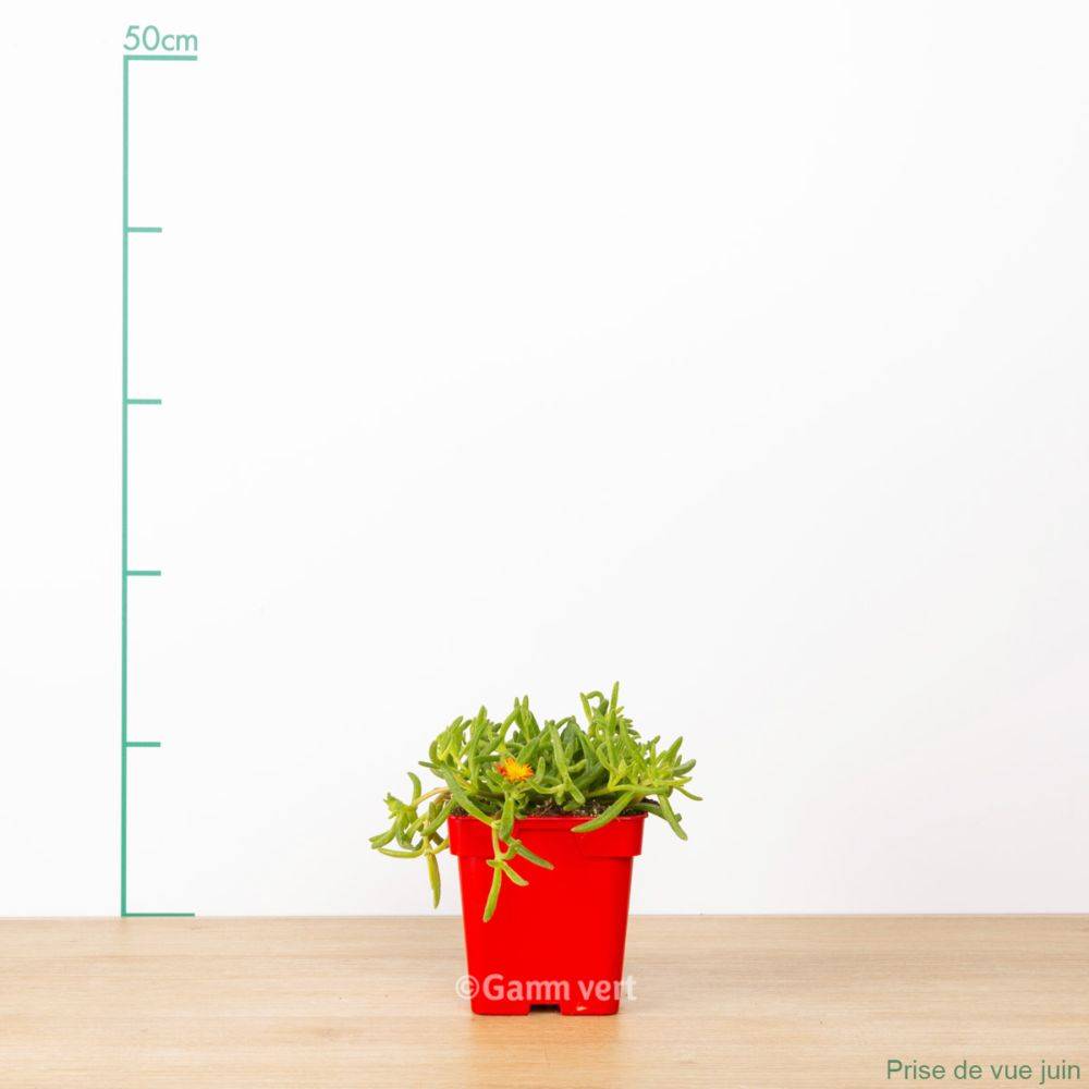 Delosperma WoW Fire Wonder ® - Image 1