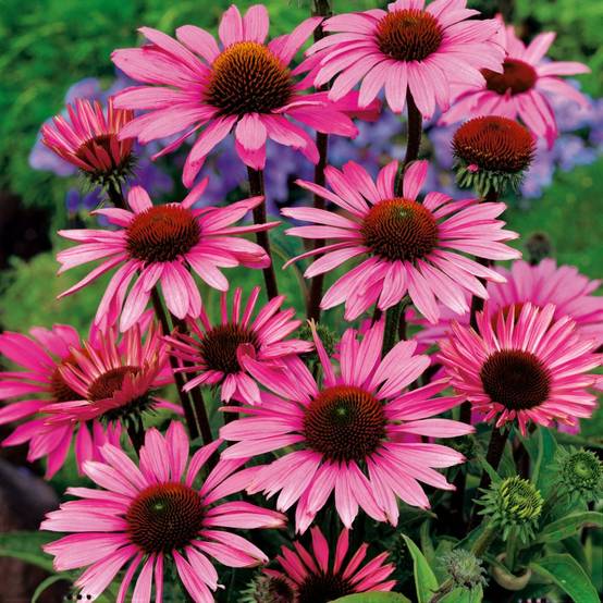 Echinacée rose 'Pow Wow Pink'