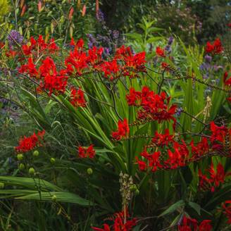 Crocosmia masonorum emberglow lot de 3