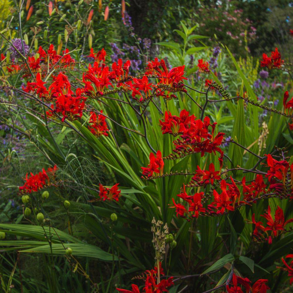 Crocosmia masonorum emberglow lot de 3