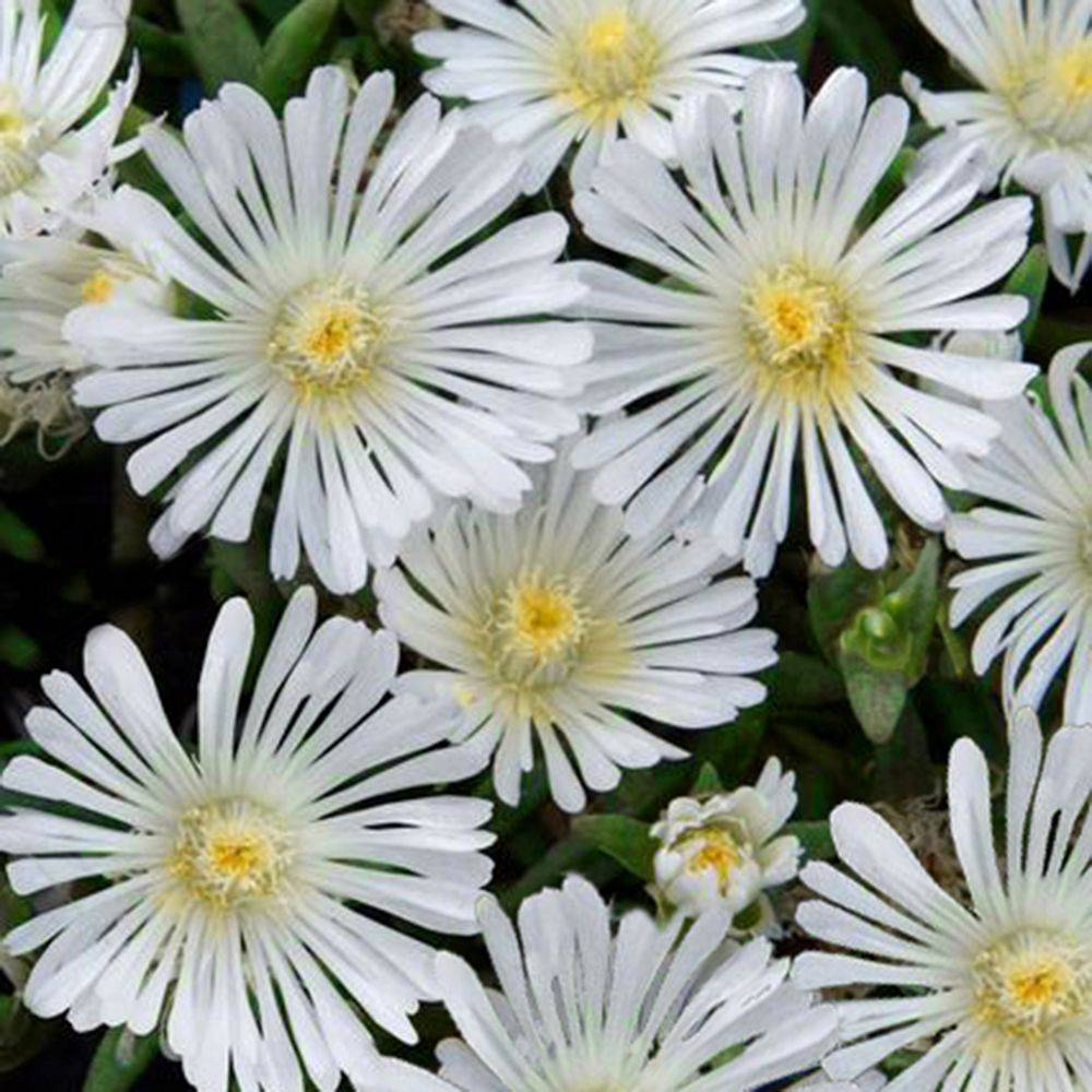 Delosperma WoW White Wonder ® - Image 1