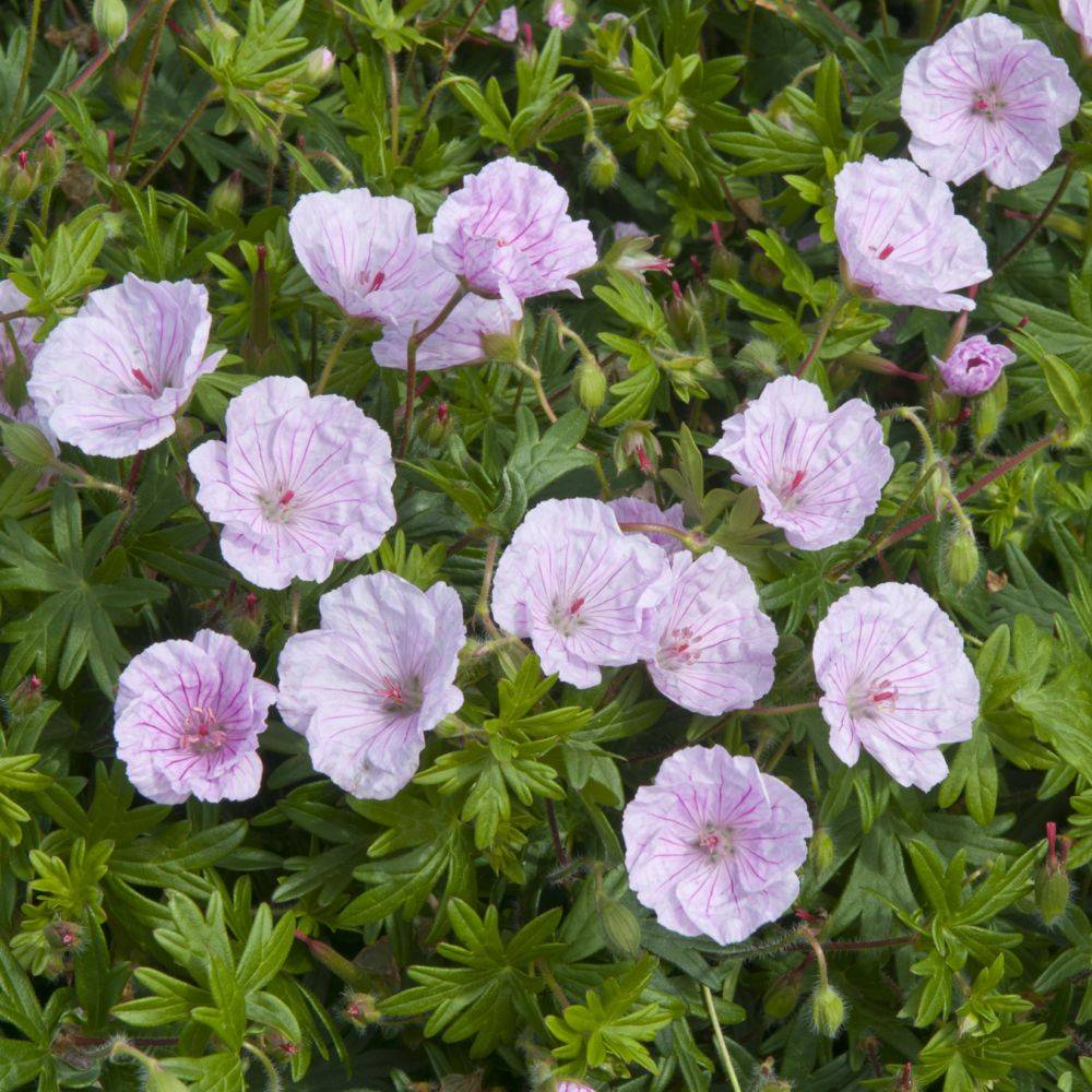 Geranium sanguin rose veiné 'Lancastriense'