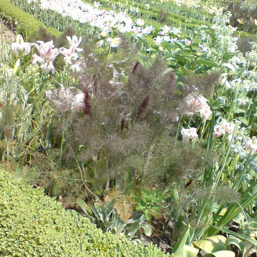Fenouil bronze - Image 7