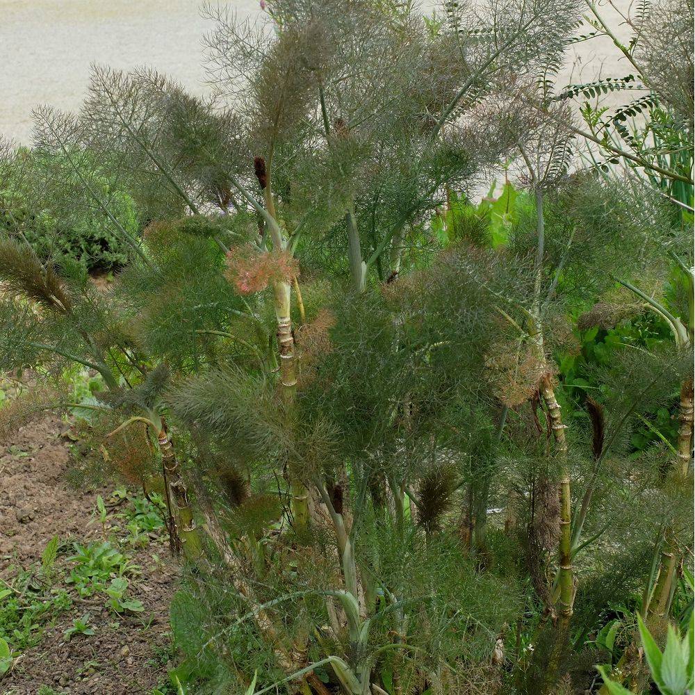 Fenouil bronze - Image 2
