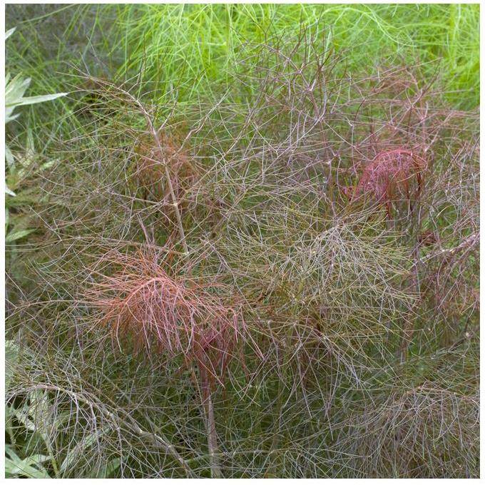 Fenouil bronze - Image 6