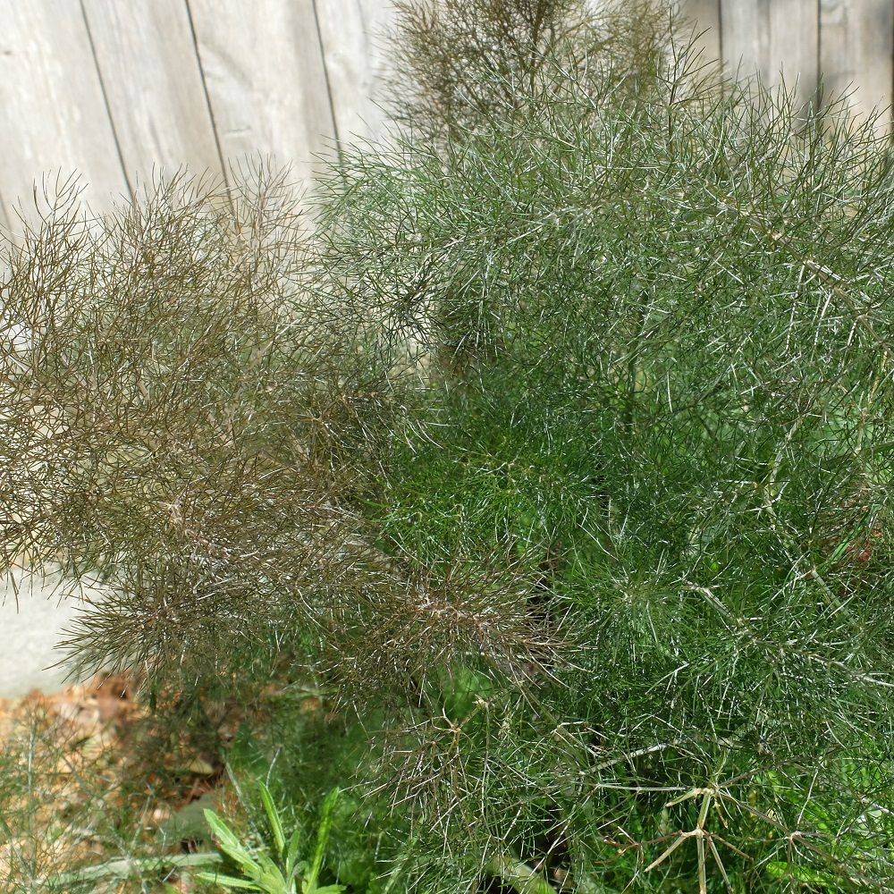 Fenouil bronze - Image 5