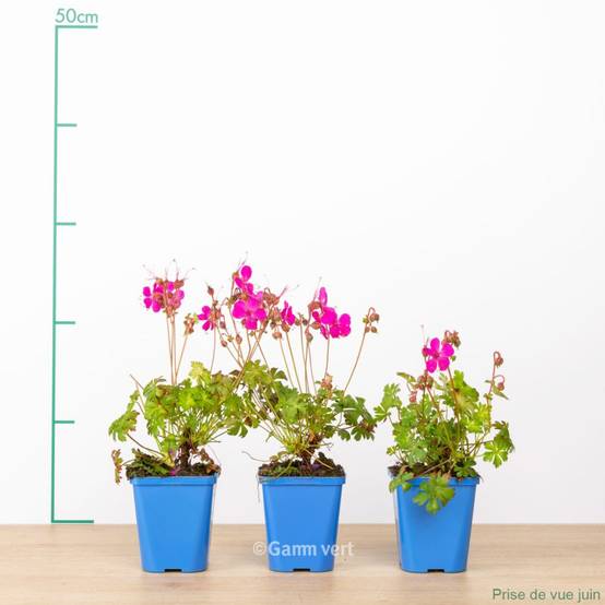Géranium vivace 'Crystal Rose' - Image 2