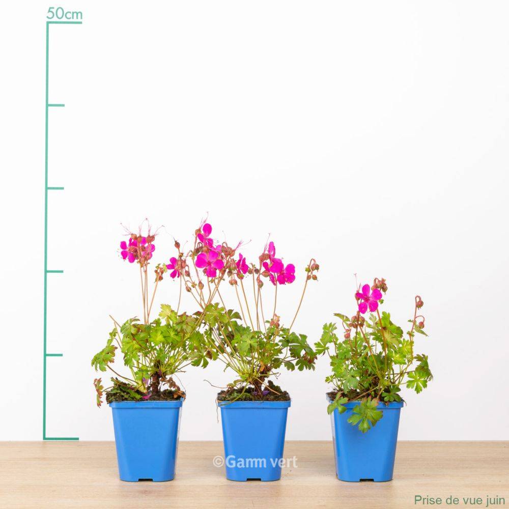 Géranium vivace 'Crystal Rose' - Image 2