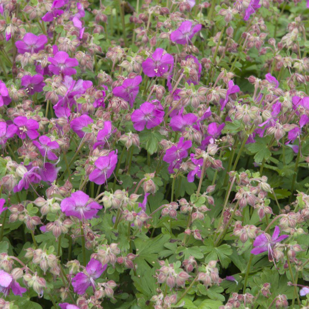 Géranium vivace 'Crystal Rose'