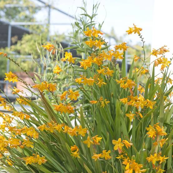 Crocosmia masonorum georges davidson lot de 3 - Image 1