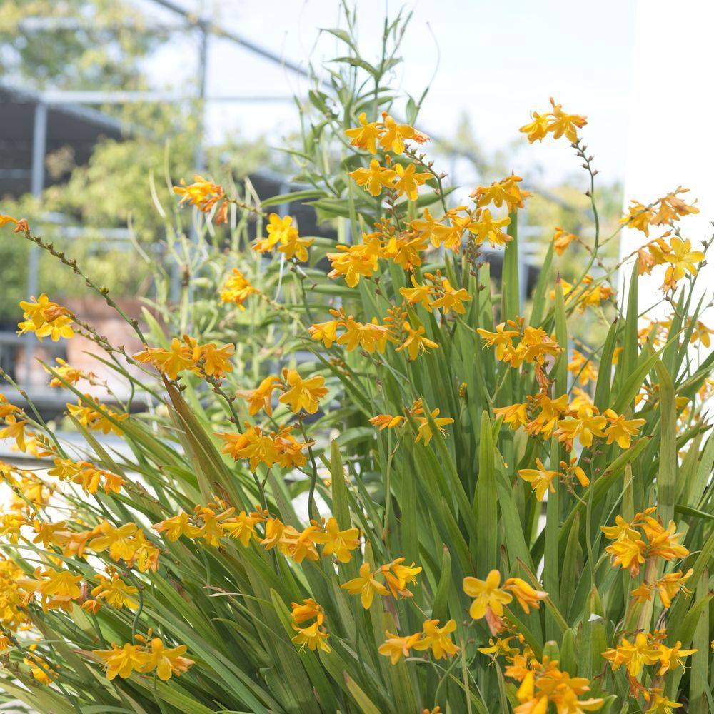 Crocosmia masonorum georges davidson lot de 3 - Image 1
