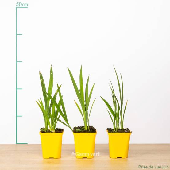 Crocosmia masonorum georges davidson lot de 3 - Image 3