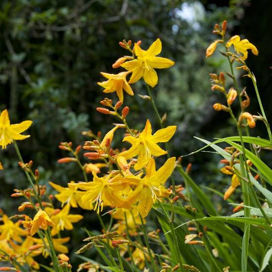 Crocosmia masonorum georges davidson lot de 3 - Image 2