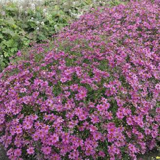 Coreopsis 'Limerock Passion'®