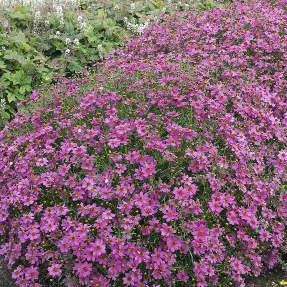 Coreopsis 'Limerock Passion'® - Image 1