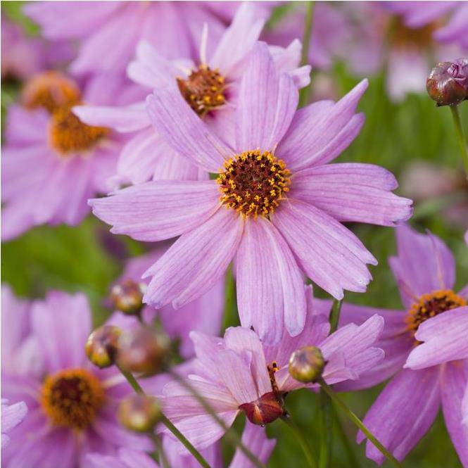 Coreopsis 'Limerock Passion'® - Image 3