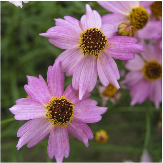 Coreopsis 'Limerock Passion'® - Image 2