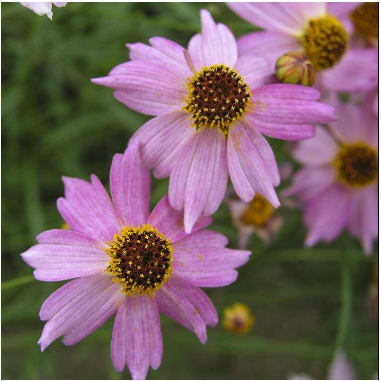 Coreopsis 'Limerock Passion'® - Image 2