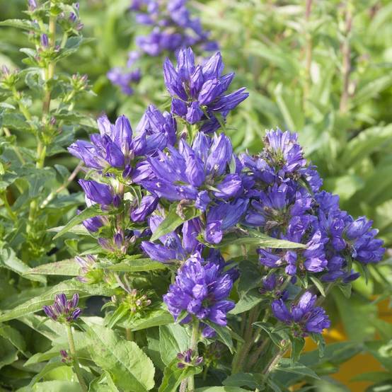 Campanula glomerata Superba - campanule à bouquets - Image 1