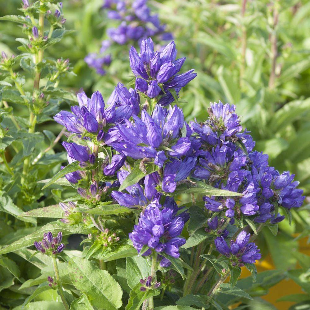 Campanula glomerata Superba - campanule à bouquets - Image 1