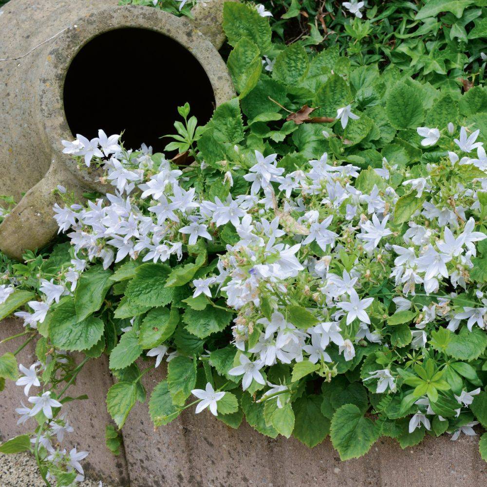 Campanule des murets blanche lot de 3