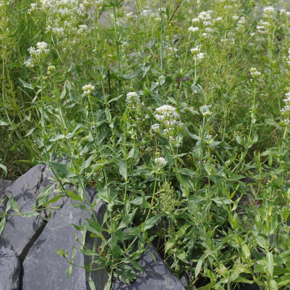 Valériane blanche lot de 3