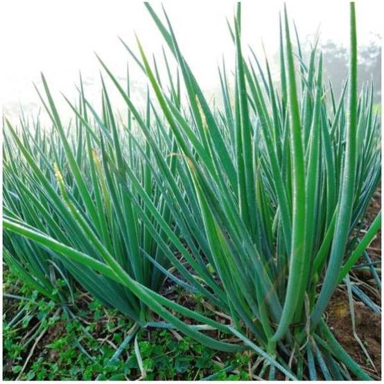 Ciboulette de Chine - Ciboulail - Image 3