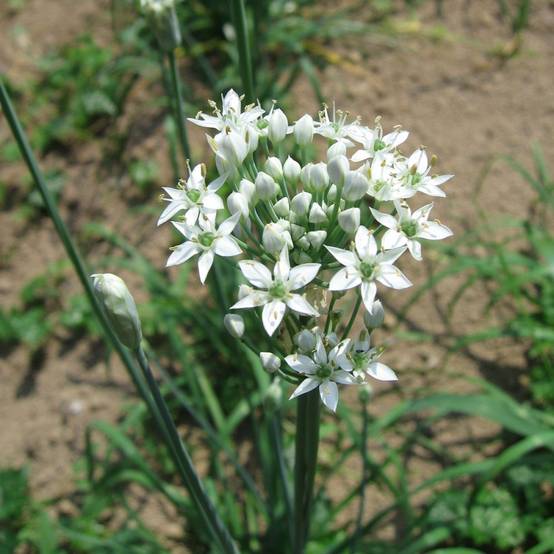 Ciboulette de Chine - Ciboulail - Image 1