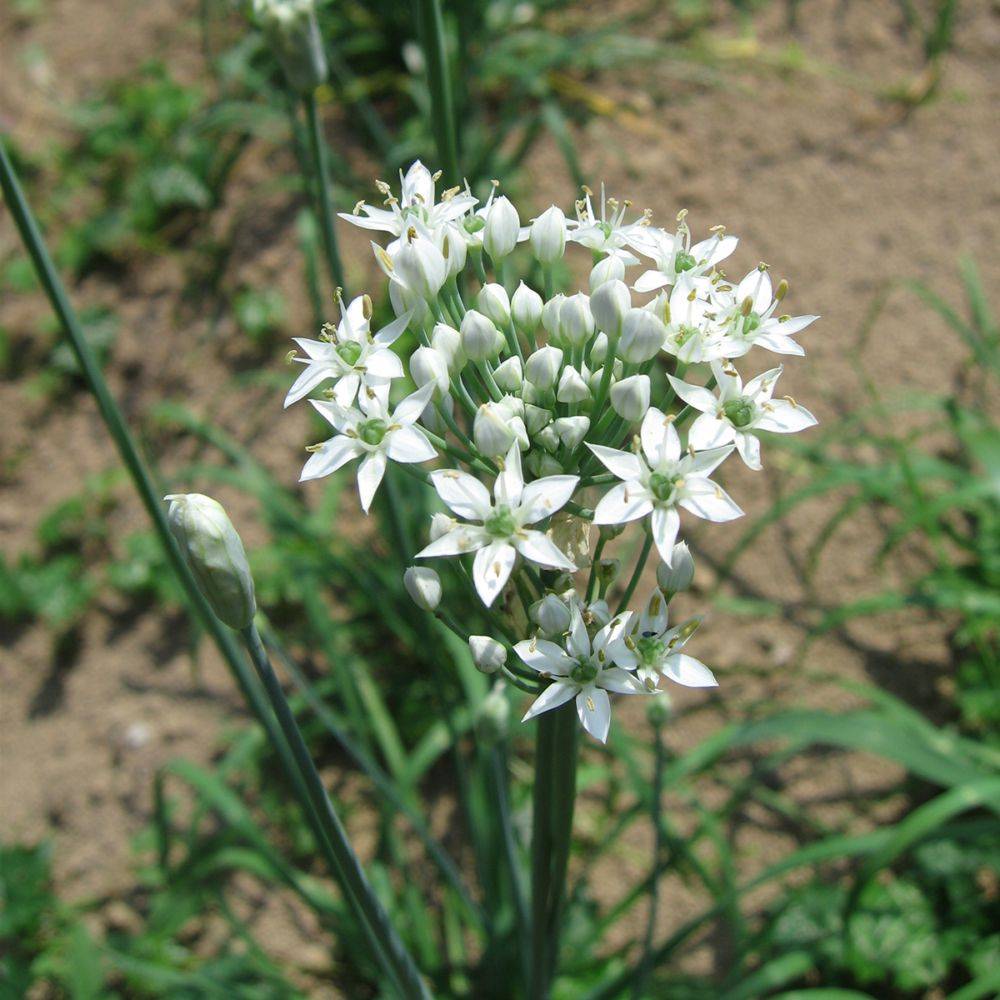 Ciboulette de Chine - Ciboulail - Image 1