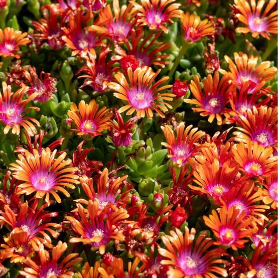 Delosperma Fire Spinner lot de 3 - Image 1