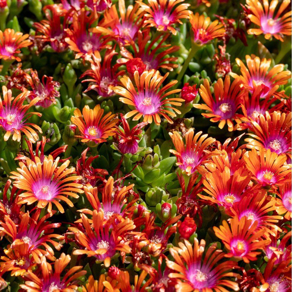 Delosperma Fire Spinner lot de 3 - Image 1
