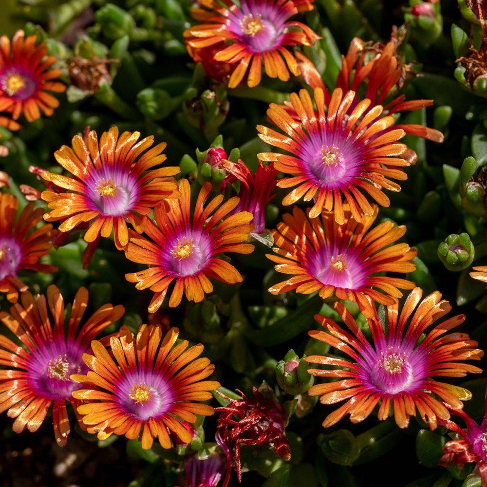Delosperma Fire Spinner lot de 3 - Image 2
