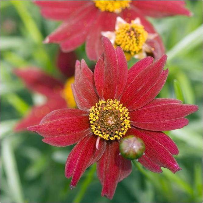 Coreopsis 'Limerock Ruby'®