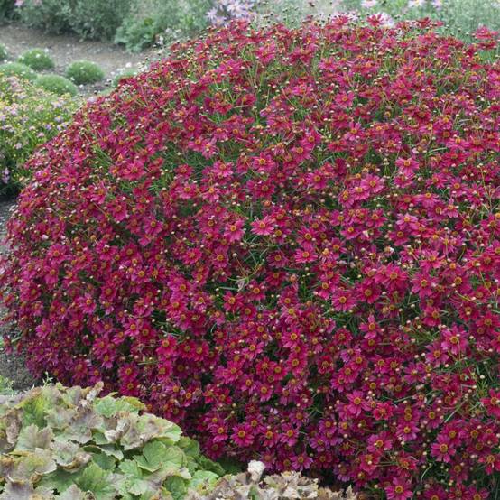 Coreopsis 'Limerock Ruby'® - Image 2