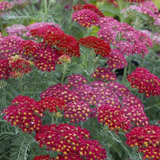 Achillée 'Paprika' ou 'Fanal' lot de 3 - Image 1