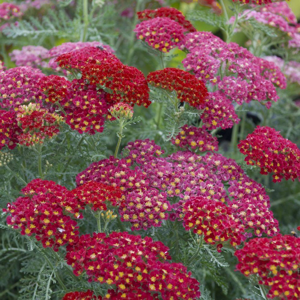 Achillée 'Paprika' ou 'Fanal' lot de 3