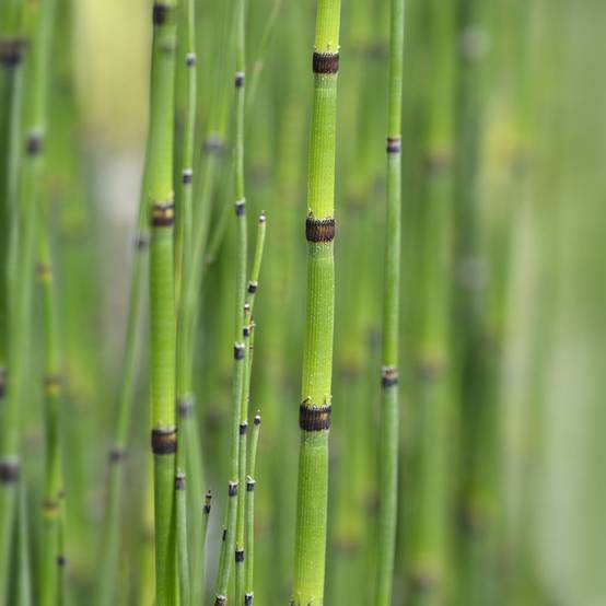 Prêle du Japon - Equisetum japonicum