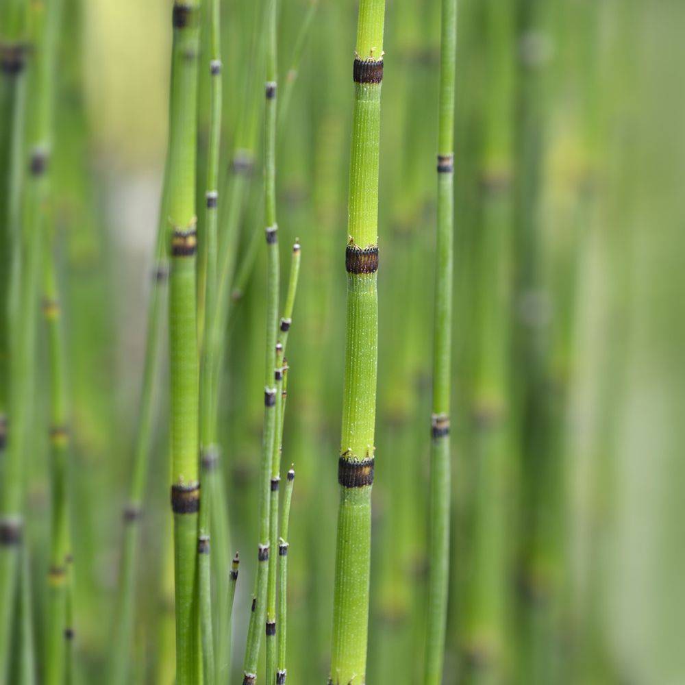 Prêle du Japon - Equisetum japonicum