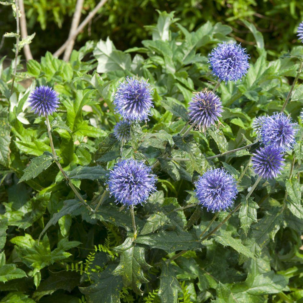 Echinops ritro - Image 1