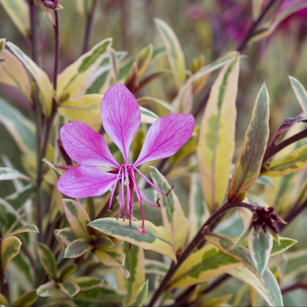 Gaura 'Pink Panache®' lot de 3 - Image 2