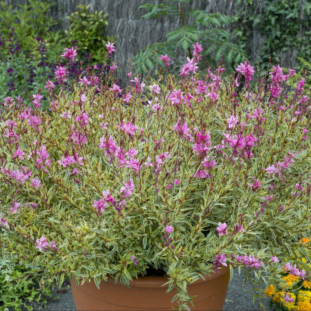 Gaura 'Pink Panache®' lot de 3