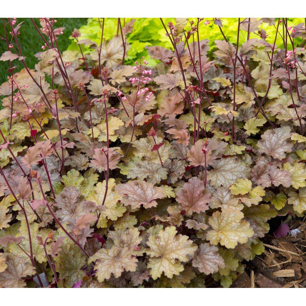 Heuchera 'Peach Flambe'® - Image 1