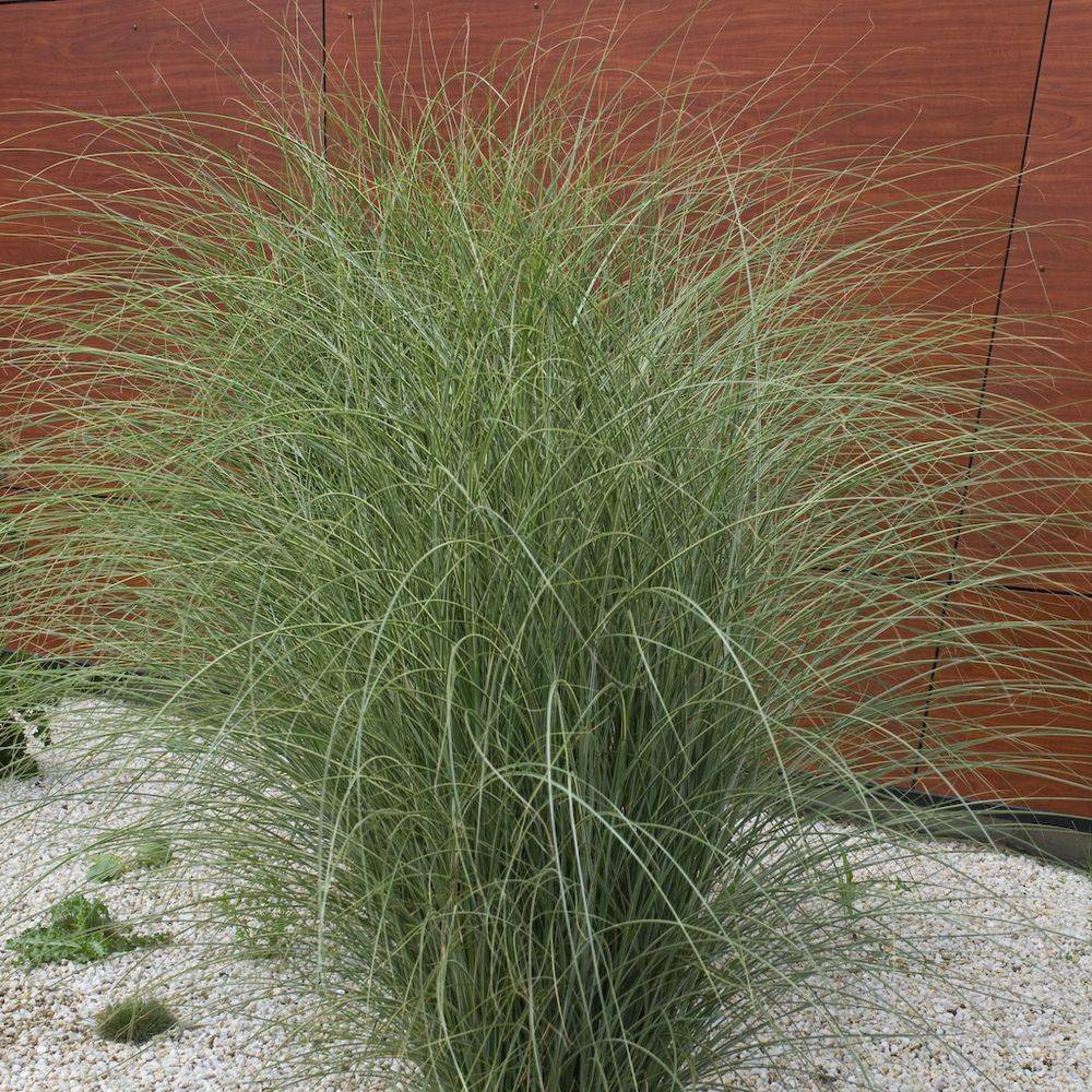 Miscanthus sinensis 'Morning Light' lot de 3