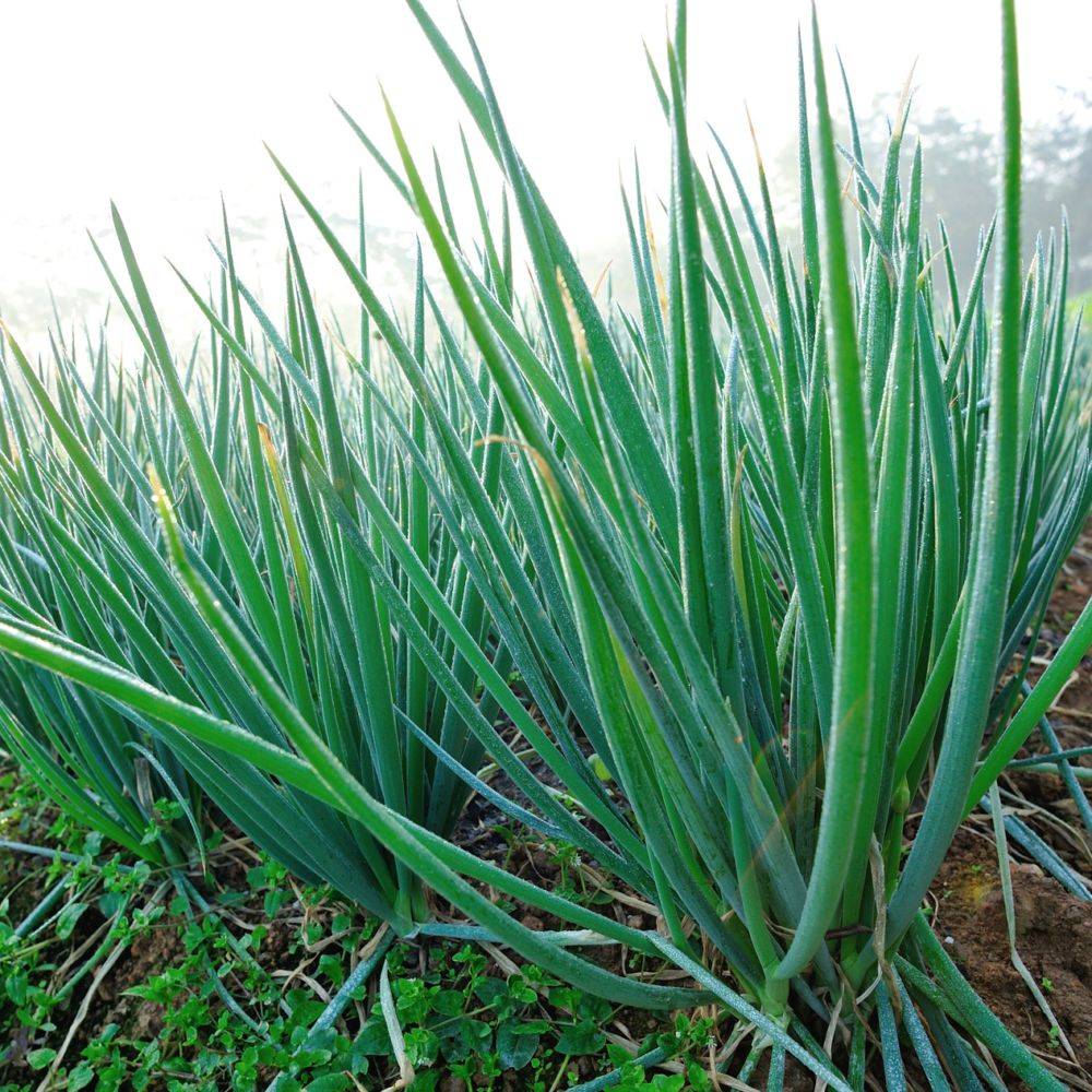 Ciboulette de Chine - Ciboulail - Image 1