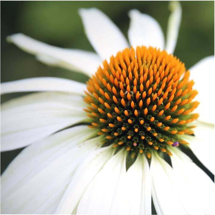 Echinacée blanche 'Pow Wow White'