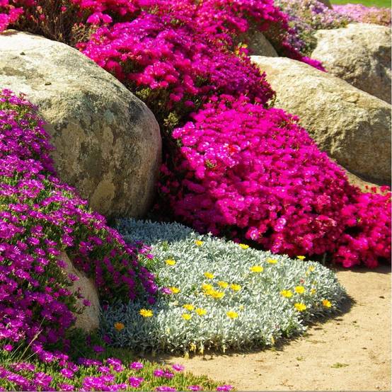 Delosperma jewel of desert opale - Image 2
